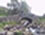 Famous bridge near campsite
